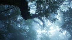 Landscapes fog Trees forests