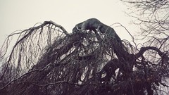 Landscapes fog Trees forests