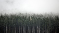 Landscapes fog Trees forests
