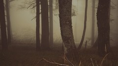 Landscapes fog Trees forests