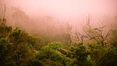 Landscapes fog Trees forests