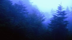 Landscapes fog Trees forests