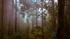 Landscapes fog Trees forests