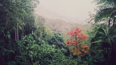 Landscapes fog Trees forests