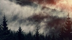 Landscapes fog Trees forests