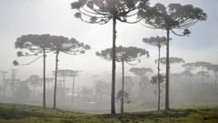 Landscapes fog Trees forests south america