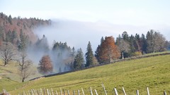 Landscapes fog Trees grass Mountains