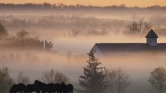 Landscapes fog Trees Horses barn