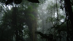 Landscapes fog Trees jungle forests
