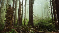 Landscapes fog Trees mist forests