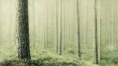 Landscapes fog Trees mist forests