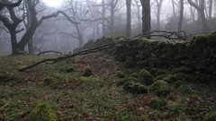 Landscapes fog Trees moss forests