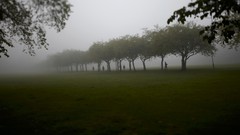 Landscapes fog Trees national geographic