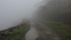 Landscapes fog Trees paths