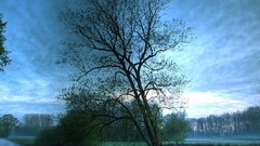 Landscapes fog Trees reflections rivers