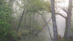 Landscapes fog Trees rivers forests