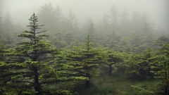 Landscapes fog Trees Scotland forests Evergreen