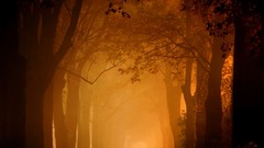 Landscapes fog Trees silhouettes paths sunlight