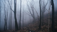Landscapes fog Trees snow spring Canada quebec forests