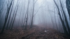 Landscapes fog Trees snow spring Canada quebec forests