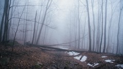 Landscapes fog Trees snow spring Canada quebec forests