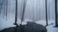 Landscapes fog Trees snow spring Canada quebec forests