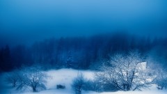 Landscapes fog Trees snow winter blue skies