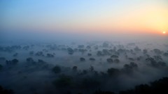 Landscapes fog Trees sun India