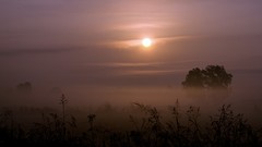 Landscapes fog Trees sun skies