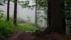 Landscapes fog Trees trail forests