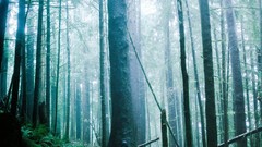 Landscapes fog Trees trail sunlight forests