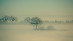 Landscapes fog Trees winter