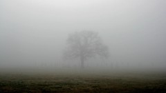 Landscapes fog Trees zombies