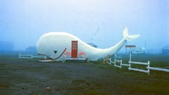 Landscapes fog Whales mist