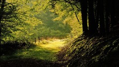 Landscapes forests