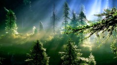 Landscapes forests