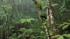 Landscapes forests Ferns