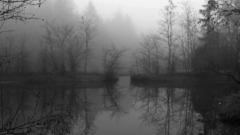 Landscapes forests fog mist