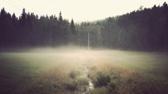 Landscapes forests fog mist