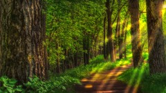 Landscapes forests HDR Photography