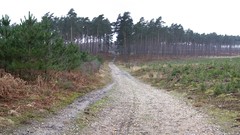 Landscapes forests multiscreen