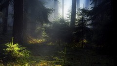 Landscapes forests multiscreen