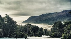 Landscapes forests paisaje