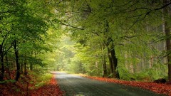 Landscapes forests roads