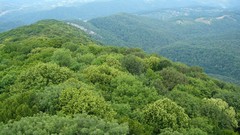 Landscapes forests skyscapes