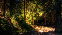 Landscapes forests sunlight