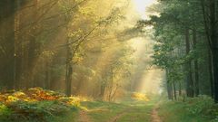 Landscapes forests sunlight roads