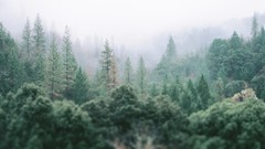 Landscapes forests Taylor McCutchan