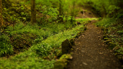 Landscapes forests tilt-shift