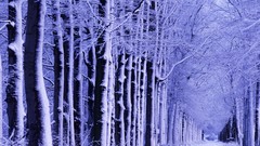 Landscapes forests Violet